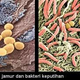 Illustration for article titled obat keputihan